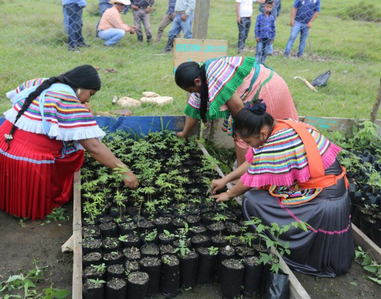 Sembrando Vida inicia siembra de 300 millones de plantas para recuperar ecosistemas