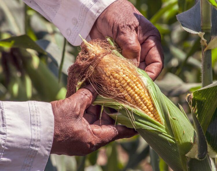 Sembrando Vida fortalece la producción de maíz nativo con parcelas comunitarias