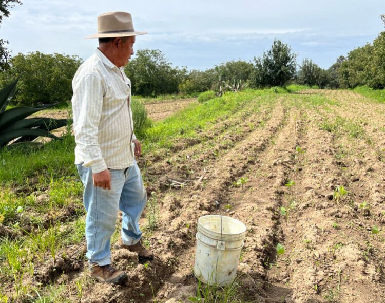 Producción para el Bienestar eleva pago mínimo a 7 mil 300 pesos para 2026